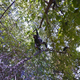 Illustration for article titled Google Hiked Through Tanzania To Show You Where The Chimps Live